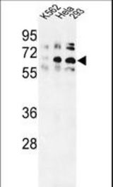 Western blot of TRIP13 Antibody in K562, HeLa, 293 cell line lysates (35 ug/lane). TRIP13 (arrow) was detected using the purified antibody.