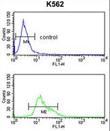 TRIP13 Antibody flow cytometry of K562 cells (bottom histogram) compared to a negative control cell (top histogram). FITC-conjugated goat-anti-rabbit secondary antibodies were used for the analysis.