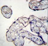 TRIP13 Antibody immunohistochemistry of formalin-fixed and paraffin-embedded human placenta tissue followed by peroxidase-conjugated secondary antibody and DAB staining.