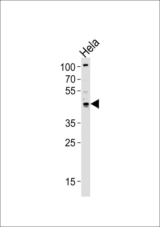 Western blot of lysate from HeLa cell line, using TRIP13 Antibody. Antibody was diluted at 1:1000 at each lane. A goat anti-rabbit IgG H&L (HRP) at 1:5000 dilution was used as the secondary antibody. Lysate at 35ug per lane.