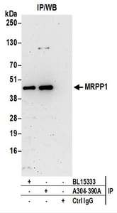 Detection of Human MRPP1 by Western Blot of Immunoprecipitates. Samples: Whole cell lysate (0.5 or 1.0 mg per IP reaction; 20% of IP loaded) prepared using NETN buffer from HeLa cells. Antibodies: Affinity purified rabbit anti-MRPP1 antibody used for IP at 6 ug per reaction. MRPP1 was also immunoprecipitated by rabbit anti-MRPP1 antibody BL15333. For blotting immunoprecipitated MRPP1, was used at 1 ug/ml. Detection: Chemiluminescence with an exposure time of 3 minutes.