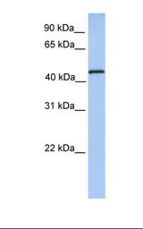NTERA2 cell lysate. Antibody concentration: 1.0 ug/ml. Gel concentration: 12%.