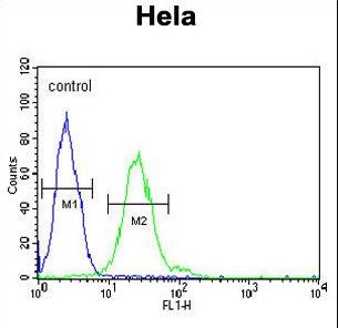 TRMT11 Antibody flow cytometry of HeLa cells (right histogram) compared to a negative control cell (left histogram). FITC-conjugated goat-anti-rabbit secondary antibodies were used for the analysis.