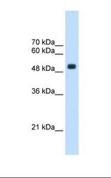 HepG2 cell lysate. Antibody concentration: 2.5 ug/ml. Gel concentration: 12%.