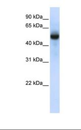 Fetal brain lysate. Antibody concentration: 1.0 ug/ml. Gel concentration: 12%.
