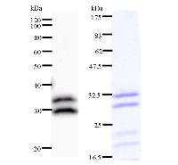 Left : Western blot analysis of immunized recombinant protein, using anti-C14orf172 monoclonal antibody. Right : CBB staining of immunized recombinant protein.