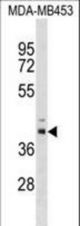 TRMU Antibody western blot of MDA-MB453 cell line lysates (35 ug/lane). The TRMU antibody detected the TRMU protein (arrow).