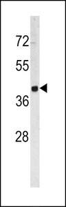 Western blot of TROP2 antibody in HL60 cell line lysates (35 ug/lane). TROP2 (arrow) was detected using the purified antibody.