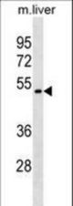 Mouse Tacstd2 Antibody western blot of mouse liver tissue lysates (35 ug/lane). The Tacstd2 antibody detected the Tacstd2 protein (arrow).