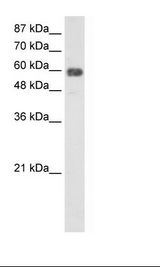 HepG2 Cell Lysate