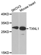 Western blot analysis of extracts of various cell lines, using TXNL1 antibody.