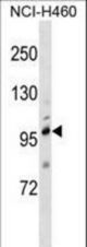 TRPC1 Antibody western blot of NCI-H460 cell line lysates (35 ug/lane). The TRPC1 antibody detected the TRPC1 protein (arrow).