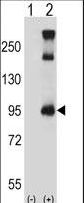 Western blot of TRPC3 (arrow) using rabbit polyclonal TRPC3 Antibody. 293 cell lysates (2 ug/lane) either nontransfected (Lane 1) or transiently transfected (Lane 2) with the TRPC3 gene.