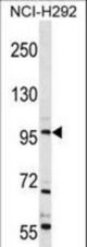TRPC4 Antibody western blot of NCI-H292 cell line lysates (35 ug/lane). The TRPC4 antibody detected the TRPC4 protein (arrow).