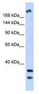 Western blot of Fetal Brain Lysate.