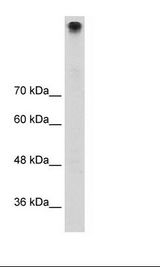 HepG2 Cell Lysate