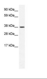 Fetal Cerebellum Lysate
