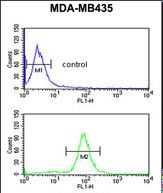 TRPM3 Antibody (N-term) flow cytometric analysis of MDA-MB435 cells (bottom histogram) compared to a negative control cell (top histogram).FITC-conjugated goat-anti-rabbit secondary antibodies were used for the analysis.