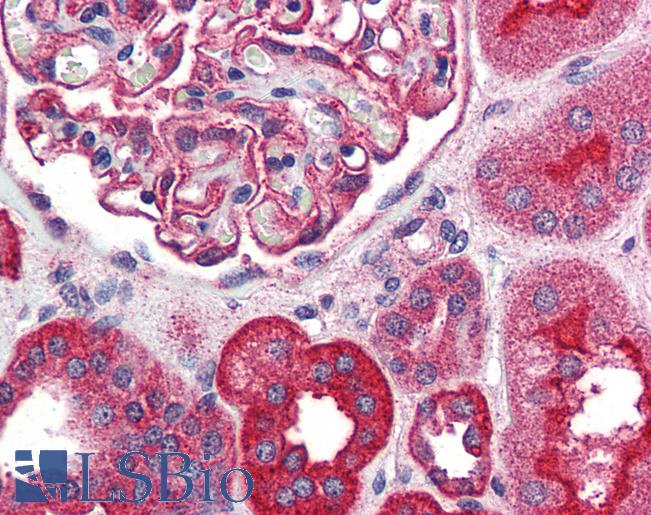 Anti-TRPM4 antibody LS-A8602 IHC of human kidney. Immunohistochemistry of formalin-fixed, paraffin-embedded tissue after heat-induced antigen retrieval.