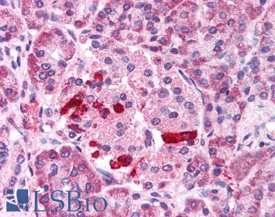 Anti-TRPM4 antibody LS-A8616 IHC of human pancreas, islet. Immunohistochemistry of formalin-fixed, paraffin-embedded tissue after heat-induced antigen retrieval.