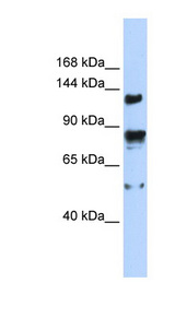 TRPM4 antibody LS-C110013 Western blot of 293T cell lysate.