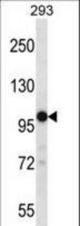 TRPM4 Antibody western blot of 293 cell line lysates (35 ug/lane). The TRPM4 antibody detected the TRPM4 protein (arrow).