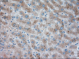 IHC of paraffin-embedded liver tissue using anti-TRPM4 mouse monoclonal antibody. (Dilution 1:50).