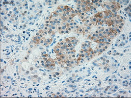 IHC of paraffin-embedded pancreas tissue using anti-TRPM4 mouse monoclonal antibody. (Dilution 1:50).