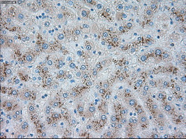 IHC of paraffin-embedded liver tissue using anti-TRPM4 mouse monoclonal antibody. (Dilution 1:50).