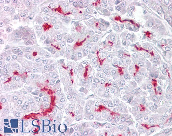 Anti-TRPM5 antibody IHC of human pancreas. Immunohistochemistry of formalin-fixed, paraffin-embedded tissue after heat-induced antigen retrieval. Antibody LS-B6792 concentration 5 ug/ml.