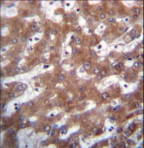 TRUB1 Antibody immunohistochemistry of formalin-fixed and paraffin-embedded human liver tissue followed by peroxidase-conjugated secondary antibody and DAB staining.