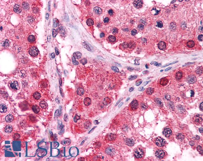 Anti-TXNRD1 antibody IHC of human testis. Immunohistochemistry of formalin-fixed, paraffin-embedded tissue after heat-induced antigen retrieval. Antibody LS-B3926 concentration 2.5 ug/ml.