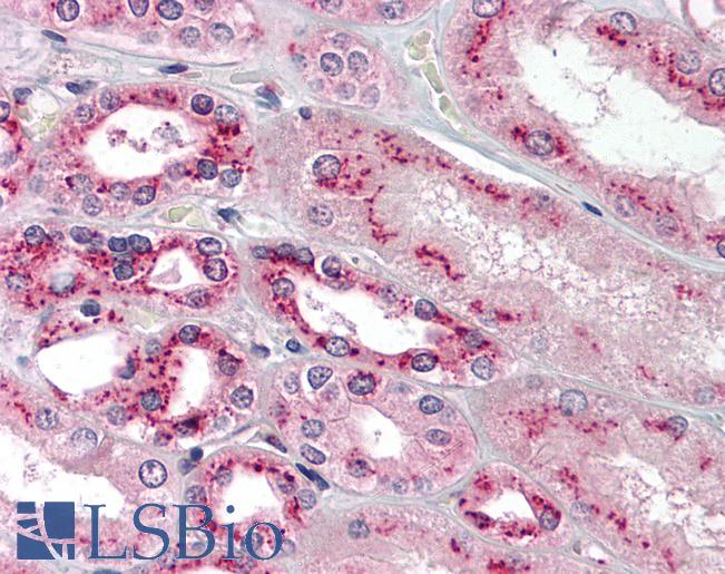 Anti-TBXAS1 antibody IHC of human kidney:. Immunohistochemistry of formalin-fixed, paraffin-embedded tissue after heat-induced antigen retrieval. Antibody LS-B1610 concentration 5 ug/ml.