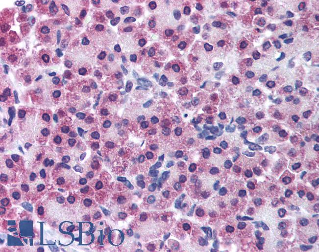 Anti-STEAP3 antibody IHC of human pancreas. Immunohistochemistry of formalin-fixed, paraffin-embedded tissue after heat-induced antigen retrieval. Antibody LS-B1406 concentration 5 ug/ml.