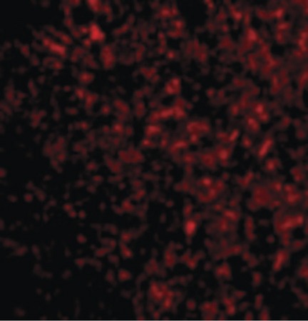 Immunofluorescence of STEAP3 in Mouse Liver cells with STEAP3 antibody at 20 ug/ml.