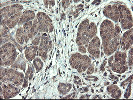 IHC of paraffin-embedded Human pancreas tissue using anti-TSC22D1 mouse monoclonal antibody.