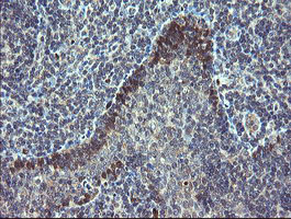 IHC of paraffin-embedded Human tonsil using anti-TSC22D1 mouse monoclonal antibody.