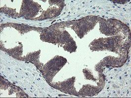 IHC of paraffin-embedded Human prostate tissue using anti-TSC22D1 mouse monoclonal antibody.