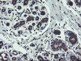 IHC of paraffin-embedded Human breast tissue using anti-TSC22D1 mouse monoclonal antibody.