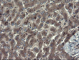 IHC of paraffin-embedded Human liver tissue using anti-TSC22D1 mouse monoclonal antibody.