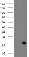 HEK293T cells were transfected with the pCMV6-ENTRY control (Left lane) or pCMV6-ENTRY TSC22D1 (Right lane) cDNA for 48 hrs and lysed. Equivalent amounts of cell lysates (5 ug per lane) were separated by SDS-PAGE and immunoblotted with anti-TSC22D1.