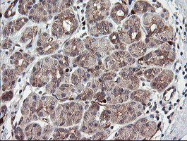 IHC of paraffin-embedded Human pancreas tissue using anti-TSC22D1 mouse monoclonal antibody.
