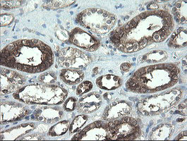 IHC of paraffin-embedded Human Kidney tissue using anti-TSC22D1 mouse monoclonal antibody.