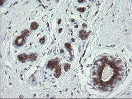 IHC of paraffin-embedded Human breast tissue using anti-TSC22D1 mouse monoclonal antibody.