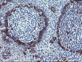 IHC of paraffin-embedded Human tonsil using anti-TSC22D1 mouse monoclonal antibody.