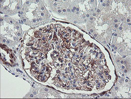 IHC of paraffin-embedded Human Kidney tissue using anti-TSC22D1 mouse monoclonal antibody.