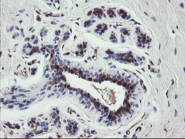 IHC of paraffin-embedded Human breast tissue using anti-TSC22D1 mouse monoclonal antibody.