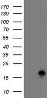 HEK293T cells were transfected with the pCMV6-ENTRY control (Left lane) or pCMV6-ENTRY TSC22D1 (Right lane) cDNA for 48 hrs and lysed. Equivalent amounts of cell lysates (5 ug per lane) were separated by SDS-PAGE and immunoblotted with anti-TSC22D1.
