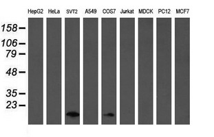 Western blot of extracts (35 ug) from 9 different cell lines by using g anti-TSC22D1 monoclonal antibody (HepG2: human; HeLa: human; SVT2: mouse; A549: human; COS7: monkey; Jurkat: human; MDCK: canine; PC12: rat; MCF7: human).