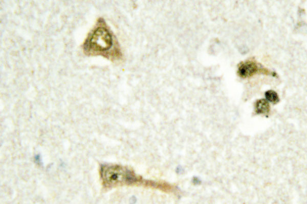 IHC of TSC-22 (E73) pAb in paraffin-embedded human brain tissue.